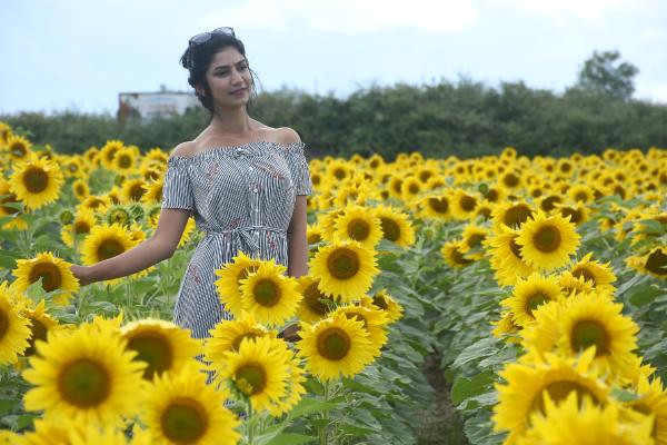 Trakya’nın Sarı Gelini’ Çiçeklerini Açtı
