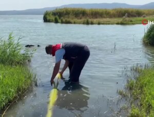 10 Milyon Yavru Sazan Suya Bırakıldı