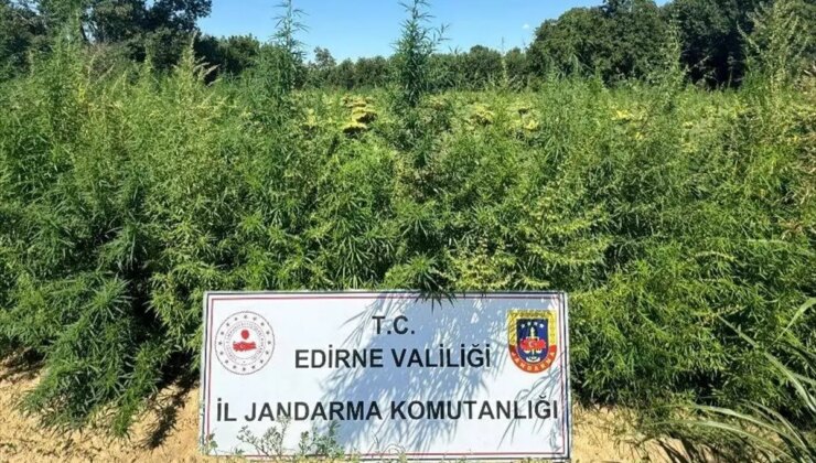 Edirne’de 49 Bin 500 Kök Hint Keneviri Ele Geçirildi