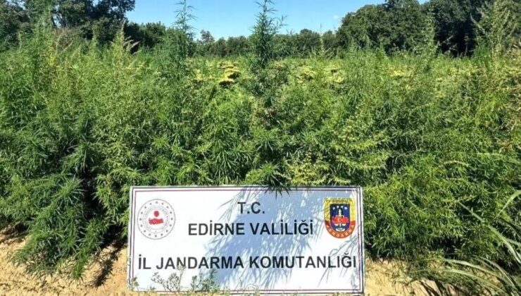 Edirne’de 49 Bin 500 Kök Kenevir İmha Edildi