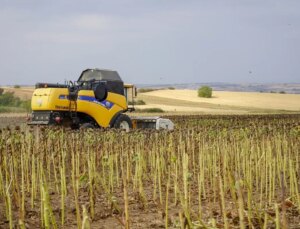 Edirne’de Ayçiçeği Hasadı Devam Ediyor