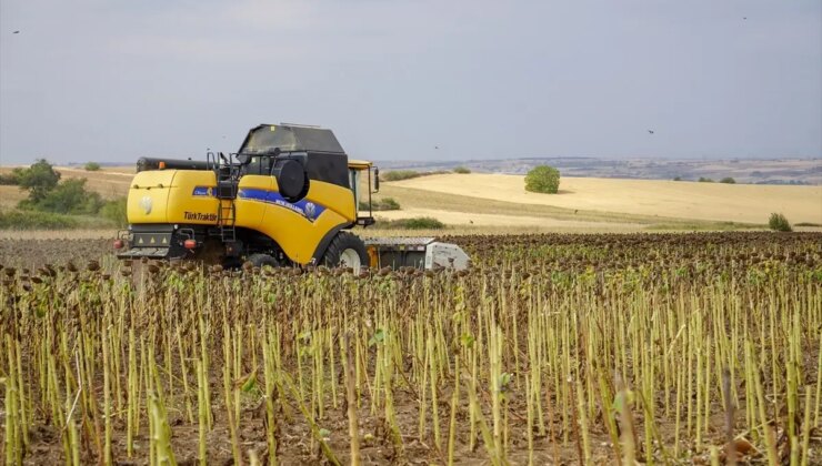 Edirne’de Ayçiçeği Hasadı Devam Ediyor