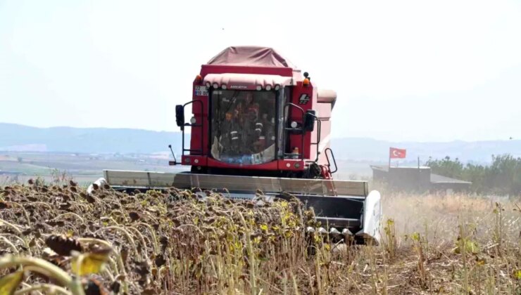 Kuraklık nedeniyle ayçiçeği hasadı düşük verimli geçiyor