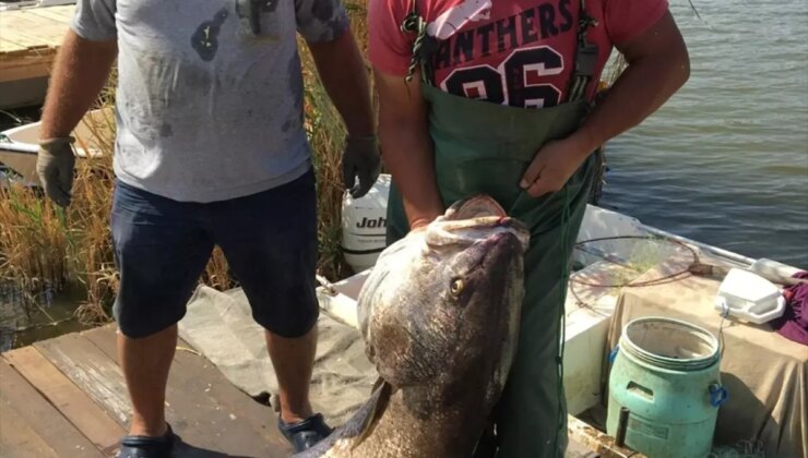Edirne’de Amatör Balıkçılar 41 Kilogramlık Granyöz Balığı Yakaladı