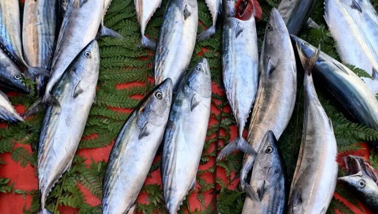Edirne’de Palamut Dönemi Başladı