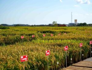 Edirne’de Tarıma Yeni Pirinç Çeşitleri Eklendi