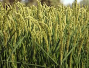 Edirne’de yeni çeltik çeşitleri tanıtıldı