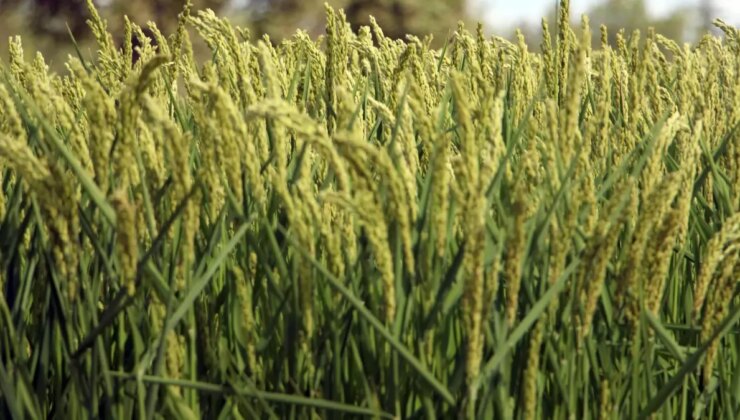 Edirne’de yeni çeltik çeşitleri tanıtıldı