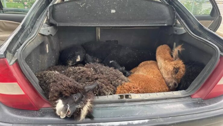 Yunanistan Plakalı Arabada 42 Hayvan Ele Geçirildi