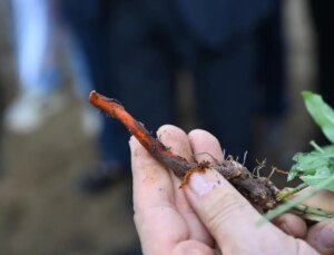 Edirne Kırmızısı İçin Hasat Aktifliği Düzenlendi