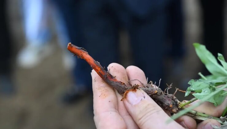 Edirne Kırmızısı İçin Hasat Aktifliği Düzenlendi
