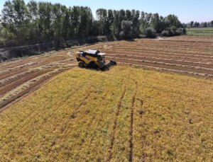 Edirne’de Kuraklığı Yenerek Çeltik Üretiminde Randıman Kaybı Yok
