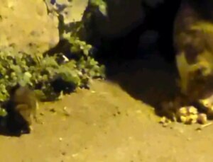 Edirne’de Kedi ve Fareden Dostluk Örneği
