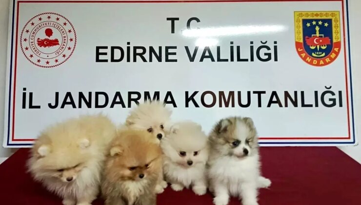 Edirne’de Yasa Dışı Yolla Getirilen 5 Pomeranian Köpek Ele Geçirildi