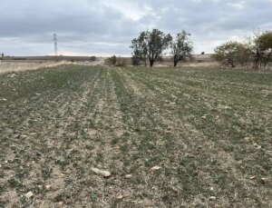 Trakya’da Kanola Üretimi Kuraklık Nedeniyle Tehlikede