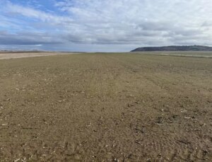 Trakya’da Yağışlar, Buğday Üreticilerini Sevindirdi