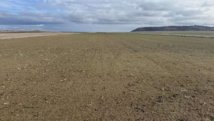 Trakya’da Yağışlar, Buğday Üreticilerini Sevindirdi