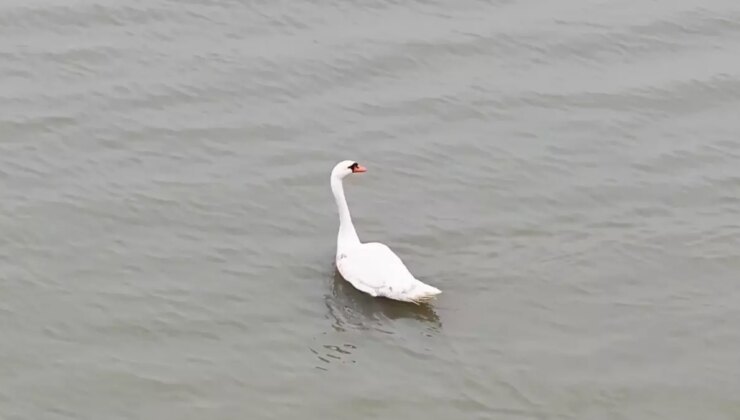 Ankara’da tedavi edilen kuğu, Edirne’de tabiata bırakıldı