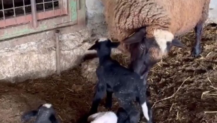 Edirne’de koyun dördüz yavruladı