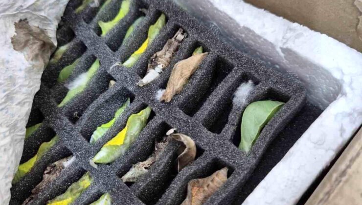 Hudut kapısında tropikal kelebek pupası ele geçirildi