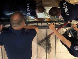 Merdiven boşluğuna sıkışan kedi merdiven ve fayans kırılarak kurtarıldı