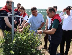Edirne Tarım ve Orman Müdürü Köse yaban mersini hasadına katıldı