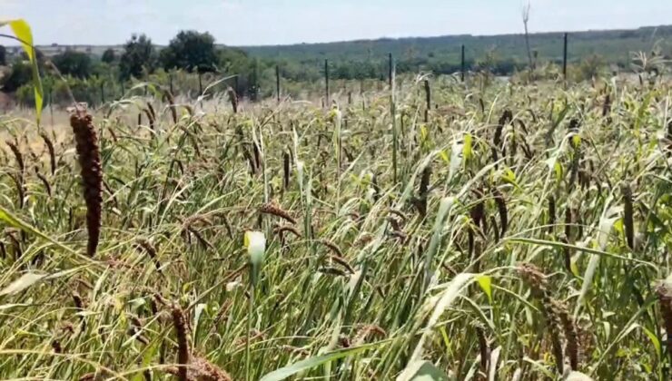 Edirne’de alternatif tarım atağı: Muhabbet kuşu yemi üretimi umut verdi