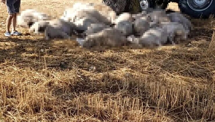 Edirne’de sağanak ve dolu yağışı: Yıldırım 30 koyunu telef etti, dolu çatılara ziyan verdi