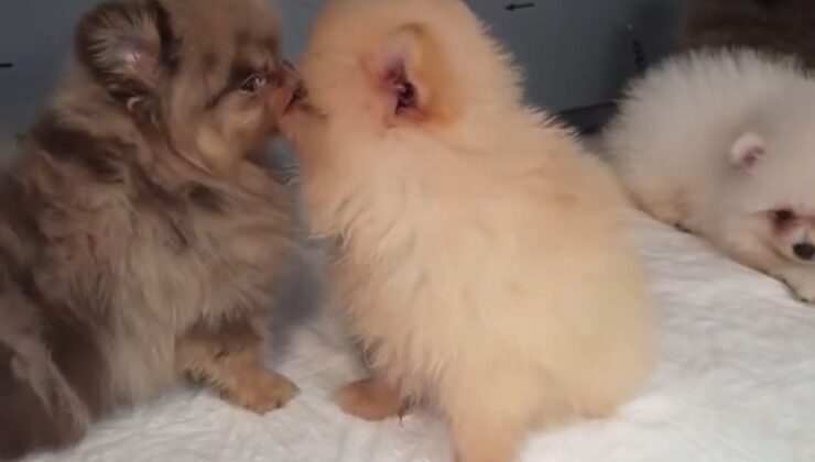 Kapıkule’de kaçak köpek operasyonu