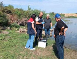 Korucu köyü göletinde balık vefatları inceleniyor