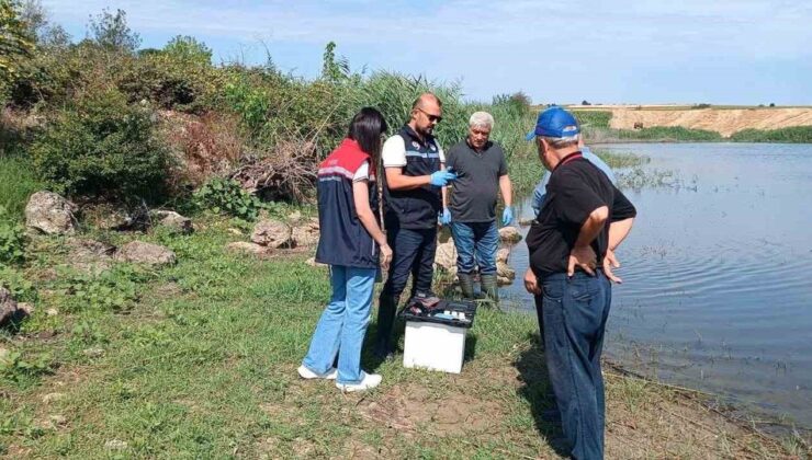 Korucu köyü göletinde balık vefatları inceleniyor