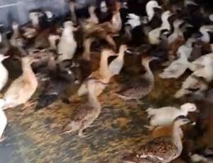 Enez’de Yaban Kuşu Operasyonu: 257 Kuş Kurtarıldı