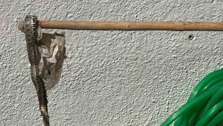 Enez’de yazlık sitede yılan paniği: Vatandaşlar önlem istiyor